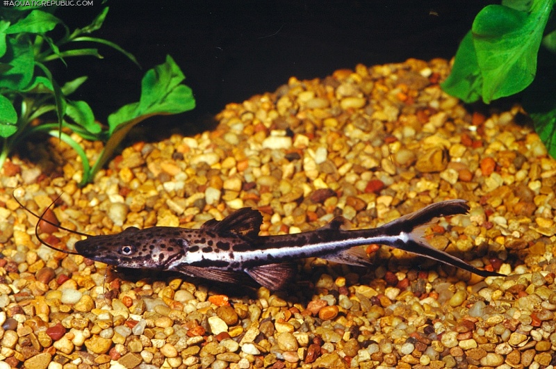 Sorubimichthys planiceps