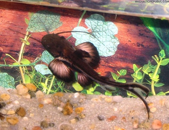 Sorubimichthys planiceps