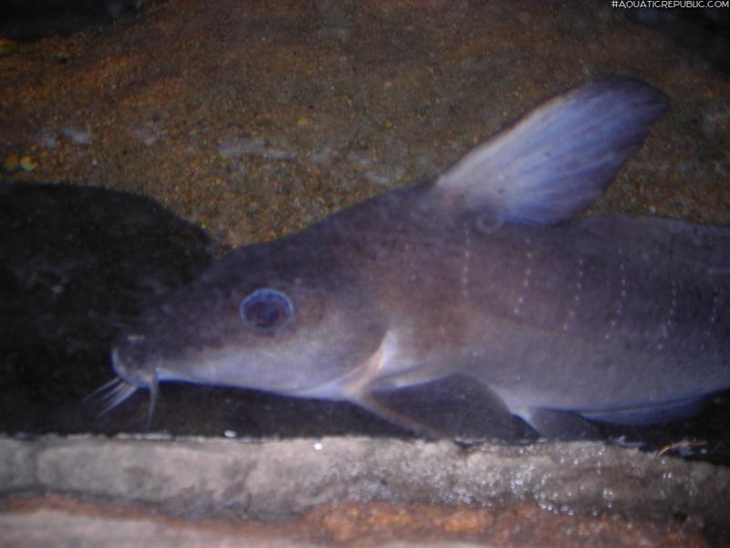 Anodontiglanis dahli