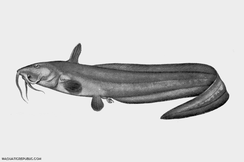 Euristhmus lepturus