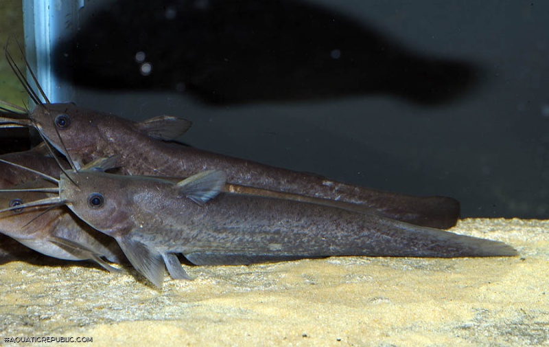 Neosilurus brevidorsalis