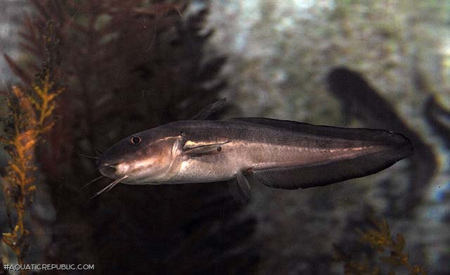 Plotosus lineatus