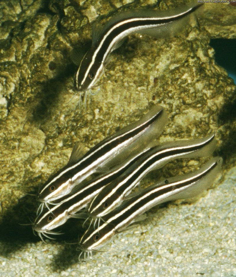 Plotosus lineatus