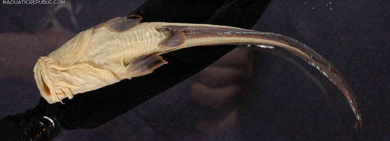 Plotosus papuensis