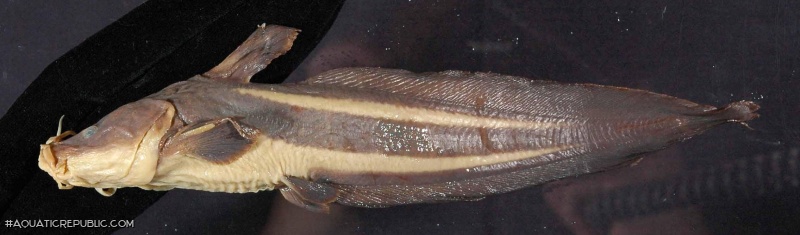 Plotosus papuensis