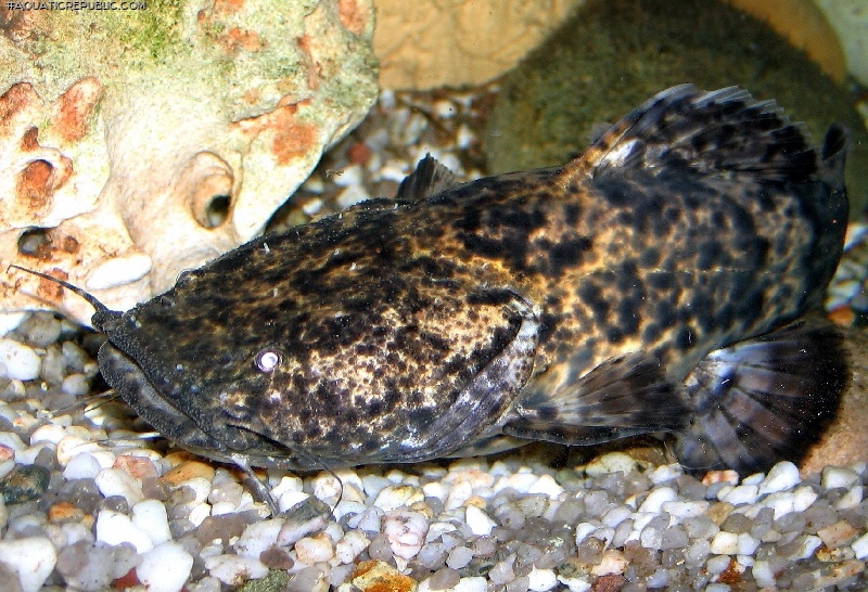 Lophiosilurus apurensis