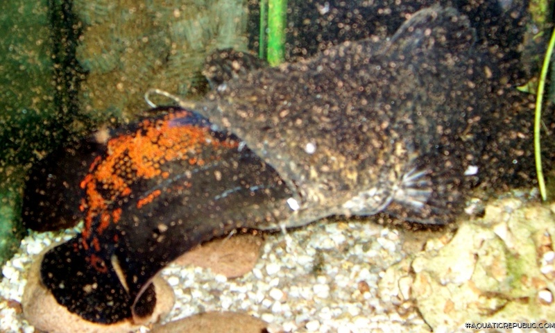 Lophiosilurus apurensis