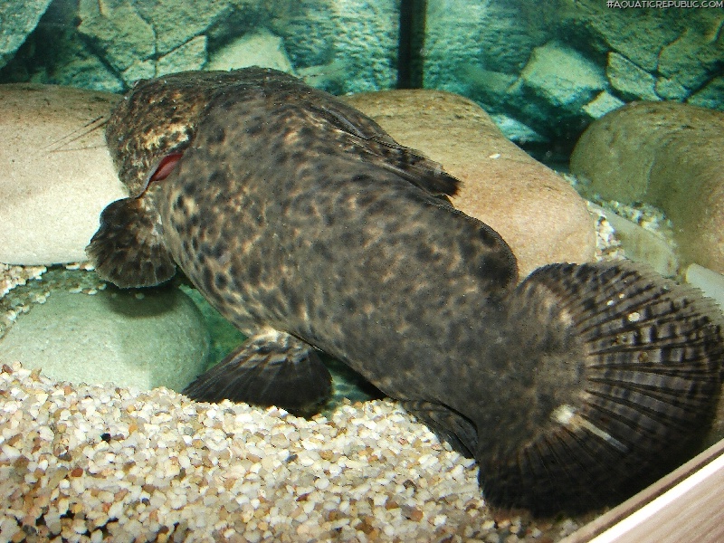 Lophiosilurus apurensis