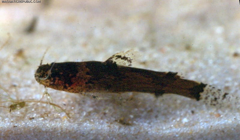 Microglanis oliveirai