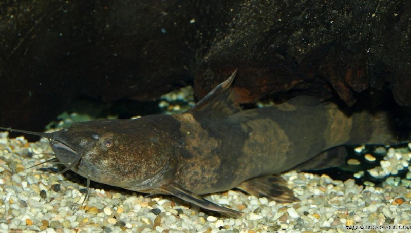 Pseudopimelodus bufonius