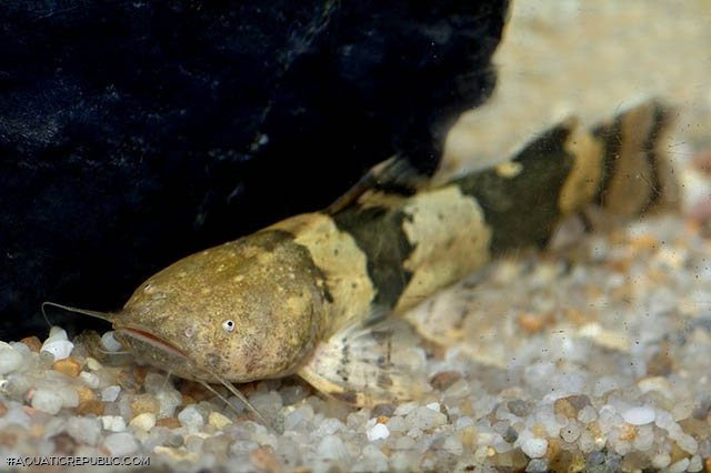 Pseudopimelodus bufonius