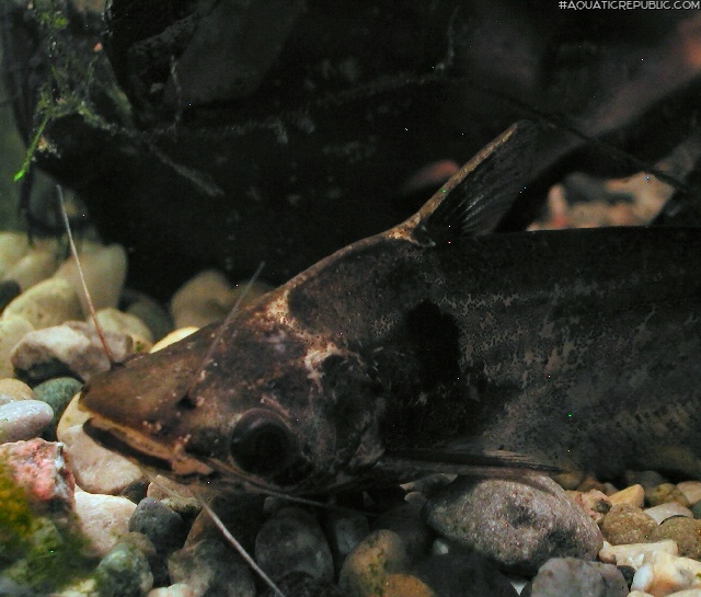 Schilbe marmoratus