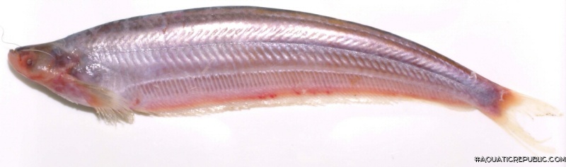 Micronema hexapterus