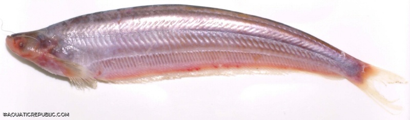 Micronema hexapterus