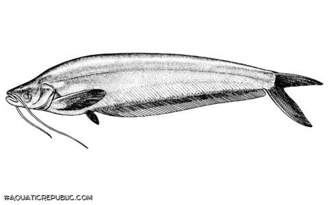 Micronema moorei