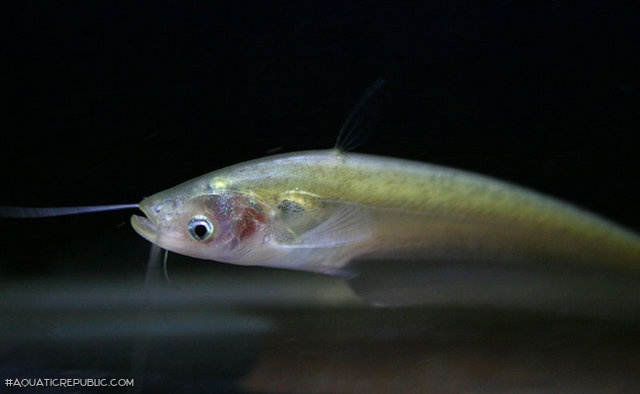 Ompok bimaculatus