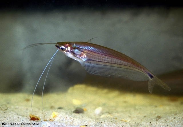 Ompok eugeneiatus