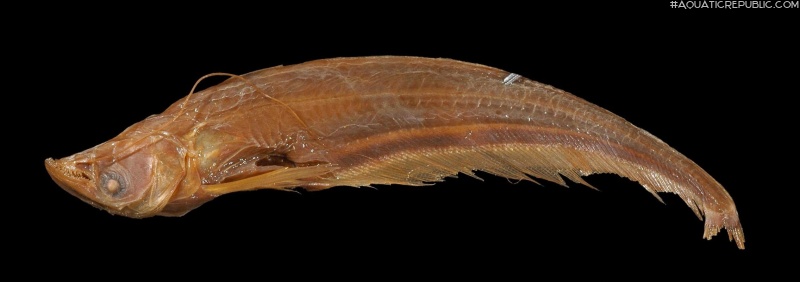 Ompok hypophthalmus