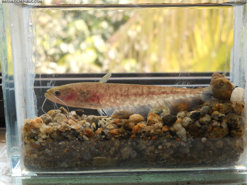 Ompok malabaricus