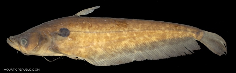 Ompok miostoma