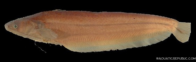 Pterocryptis taytayensis
