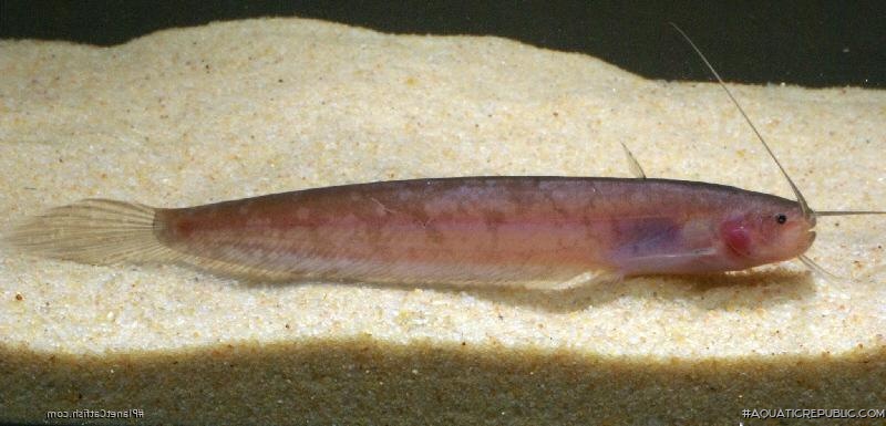 Silurichthys hasseltii