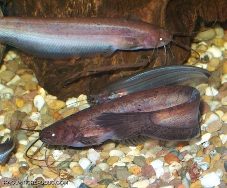 Silurichthys indragiriensis