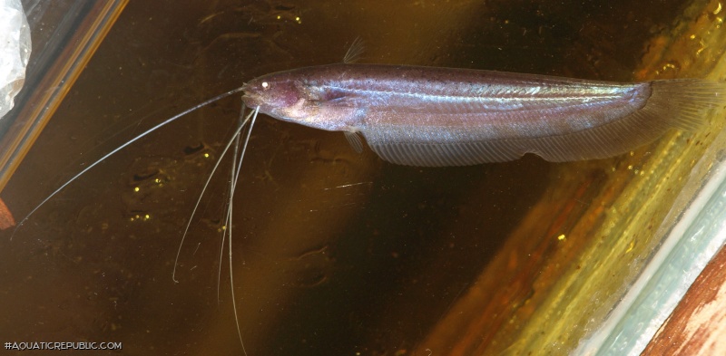 Silurichthys phaiosoma