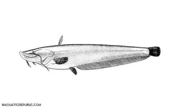 Silurus soldatovi