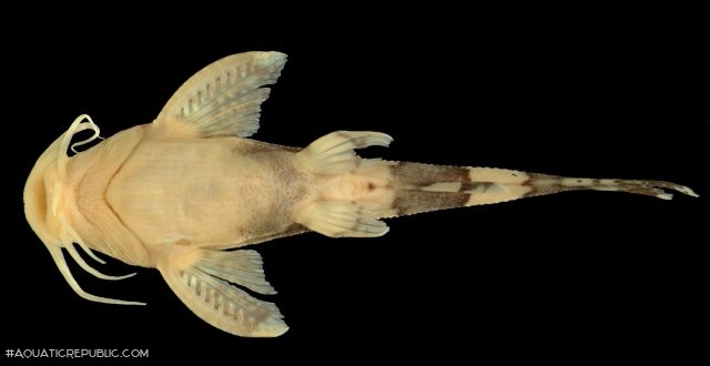 Caelatoglanis zonatus