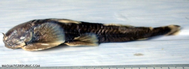 Glaridoglanis andersonii