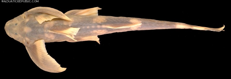 Pseudecheneis longipectoralis
