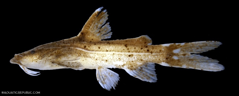 Pseudolaguvia austrina