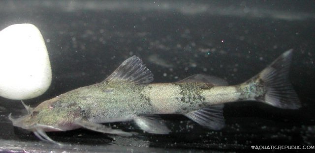 Pseudolaguvia foveolata