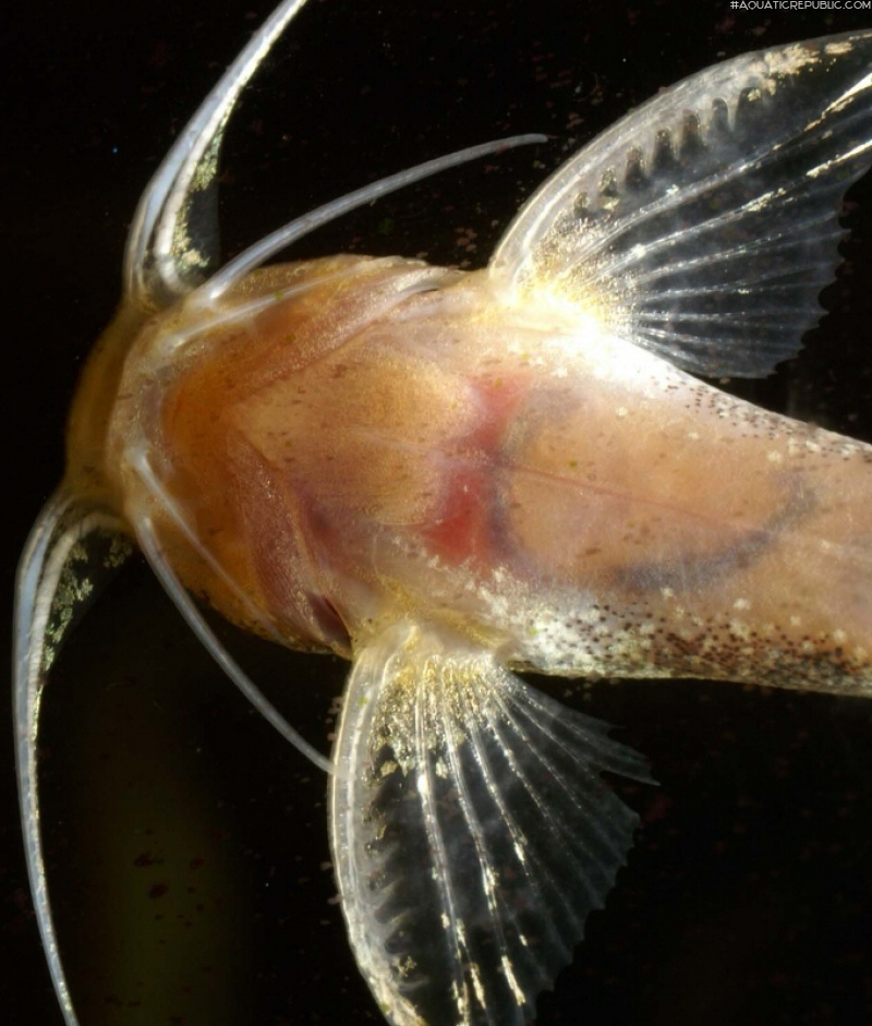 Pseudolaguvia foveolata