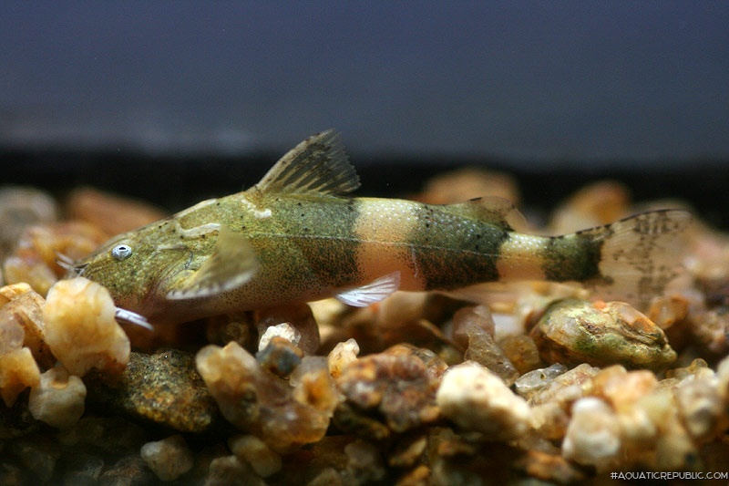 Pseudolaguvia shawi