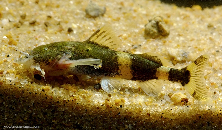 Pseudolaguvia shawi