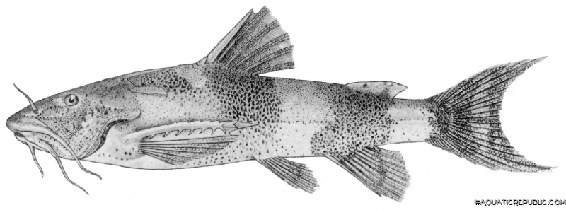 Pseudolaguvia shawi