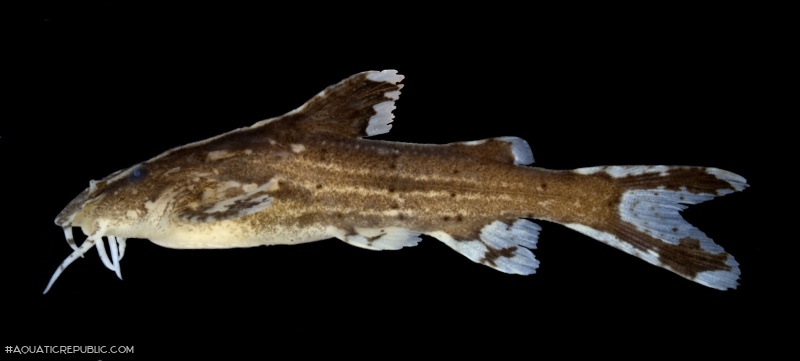 Pseudolaguvia virgulata