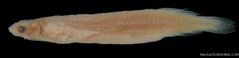 Miuroglanis platycephalus