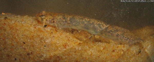Ochmacanthus cf. alternus