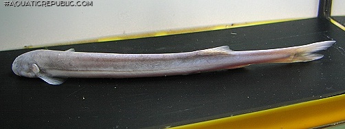Pareiodon microps