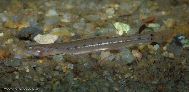 Pseudostegophilus paulensis