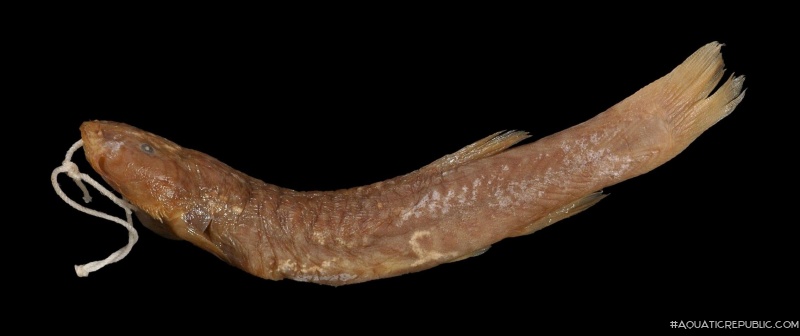 Trichomycterus borellii