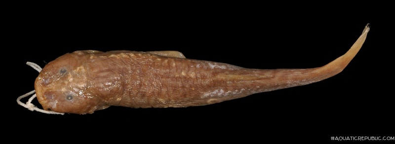 Trichomycterus borellii