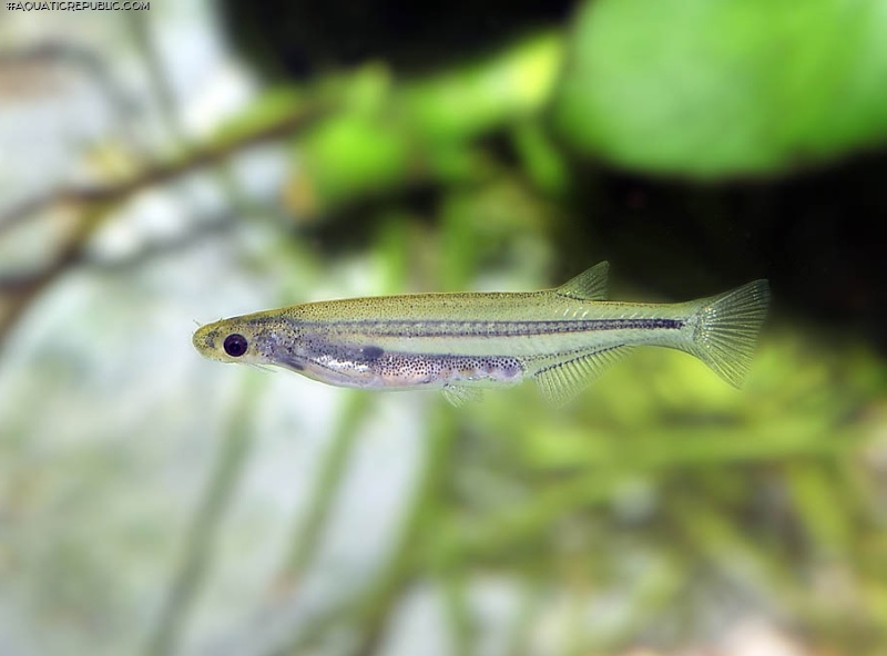 Tridensimilis venezuelae