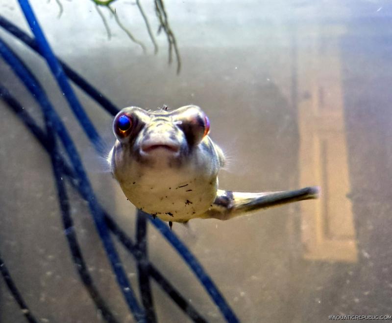 Tetraodon lineatus