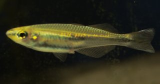 Bedotia madagascariensis