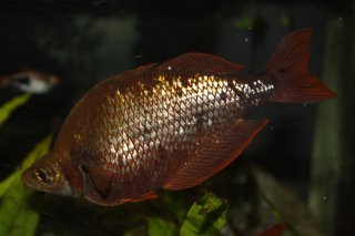 Glossolepis incisa