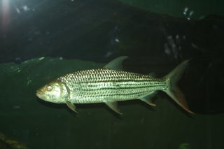 Hydrocynus vittatus